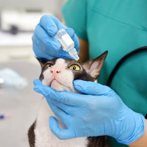 Prognosis for Cat Eye Infections