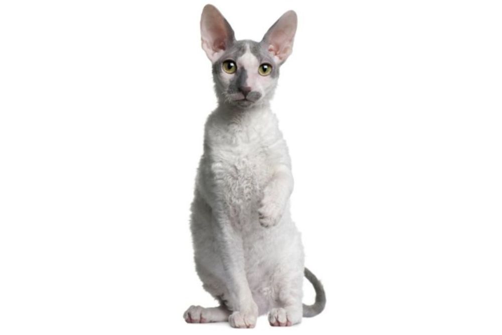 Charming Cornish Rex