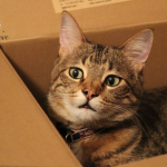 The Science Behind Why do Cats Like Boxes