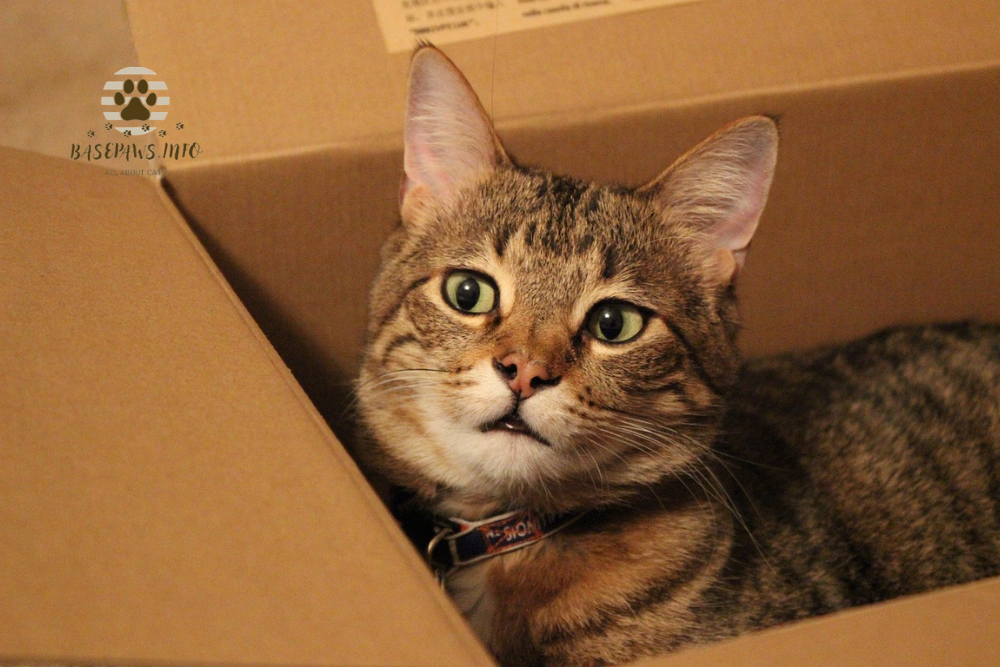 The Science Behind Why do Cats Like Boxes