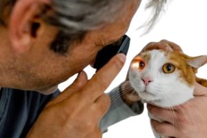 treatment of cat eye infection