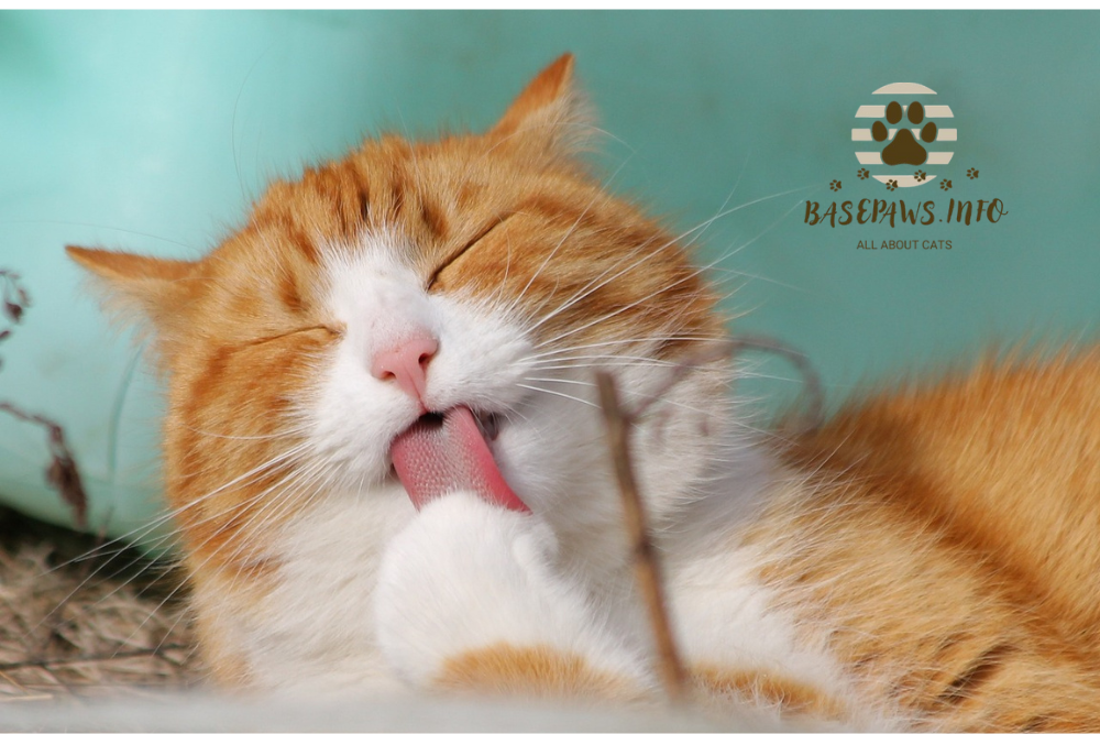 Cats shed fur during grooming session.