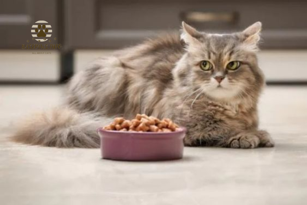 Bland Diets for Cats