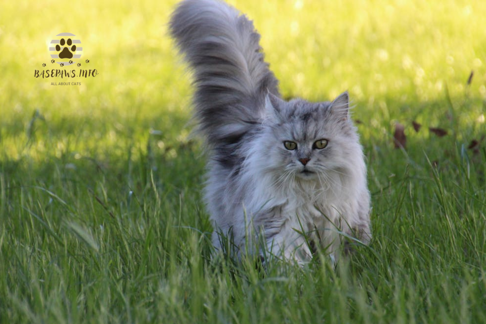 Cat Tail Wagging