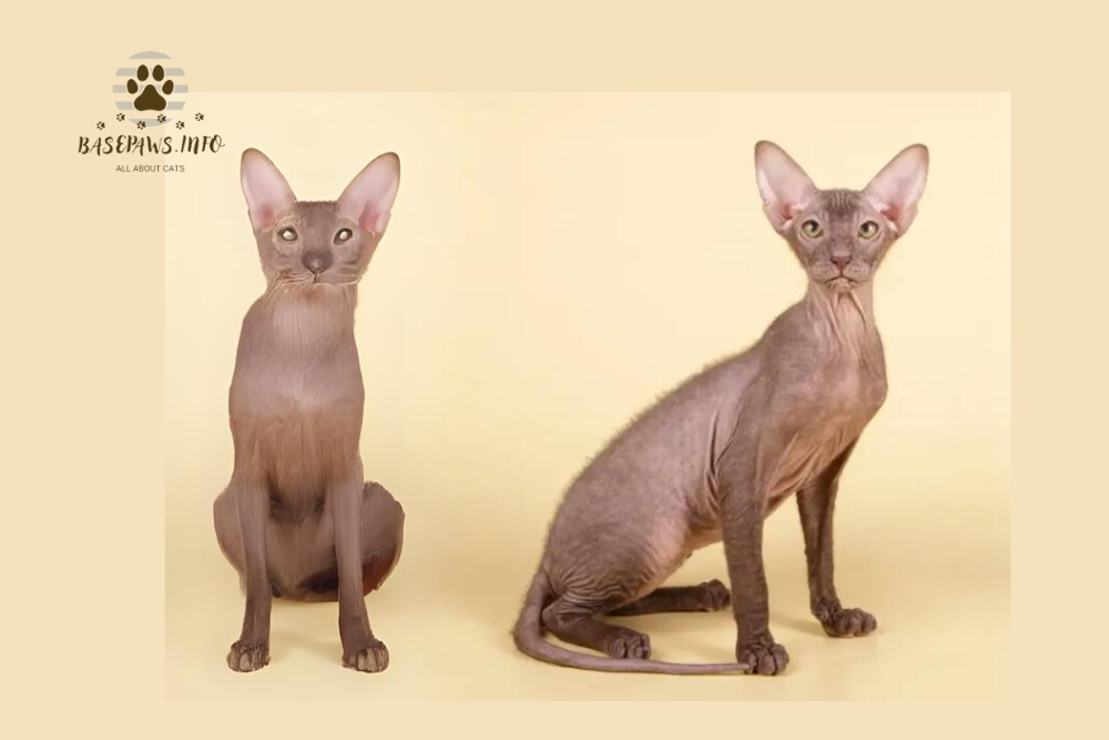 Peterbald Cat